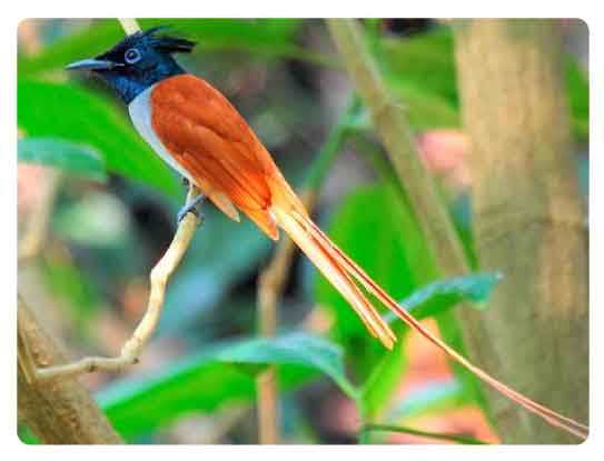  Madhya Pradesh State bird, Indian paradise flycatcher, Terpsiphone paradisi 